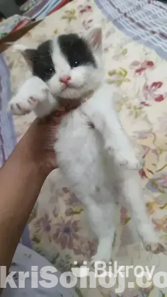 High quality mix breed